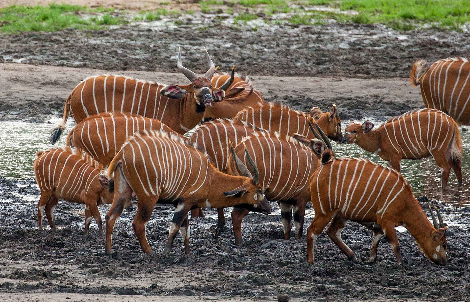 Sangha Lodge: Bongoherde Sangha Lodge: Bongoherde