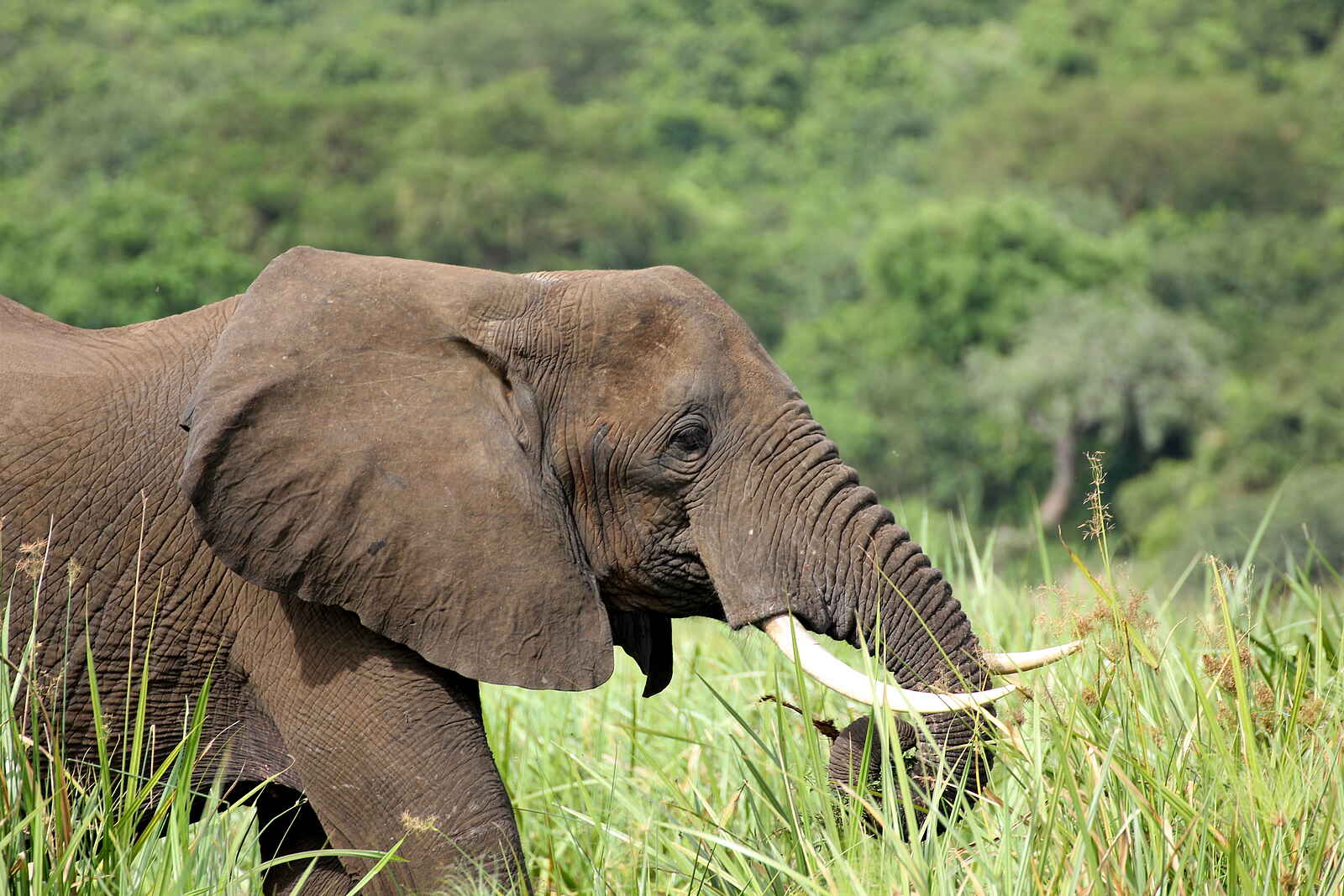 Murchison Falls National Park: Elefant im Busch Murchison Falls National Park: Elefant im Busch