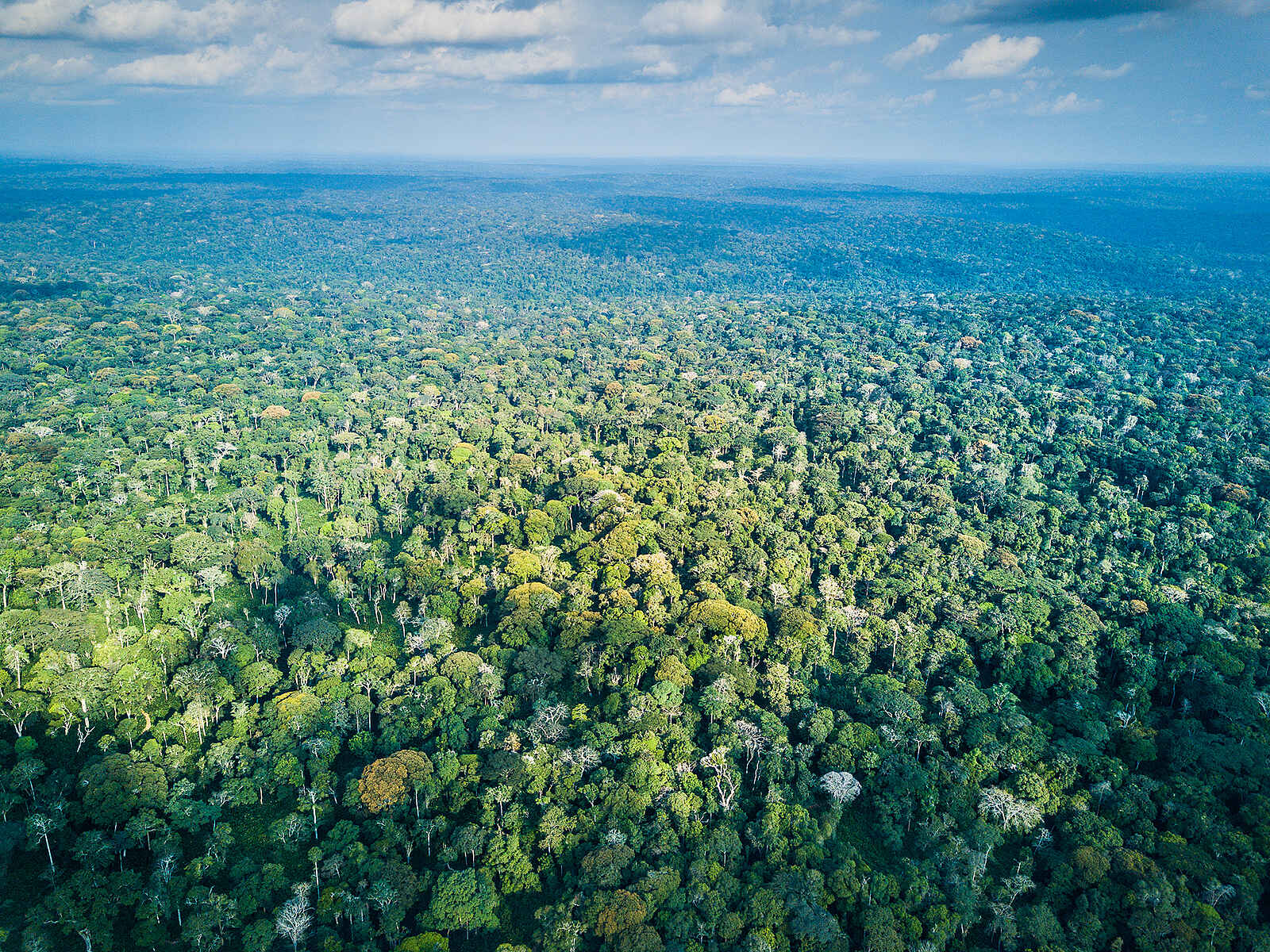 Ngaga Camp: Bis zum Horizont - der Ndzehi Forest Ngaga Camp: Bis zum Horizont - der Ndzehi Forest