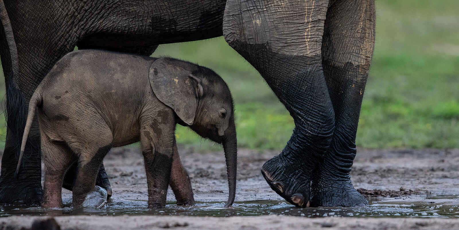 Sangha Lodge: Elefantenbaby Sangha Lodge: Elefantenbaby