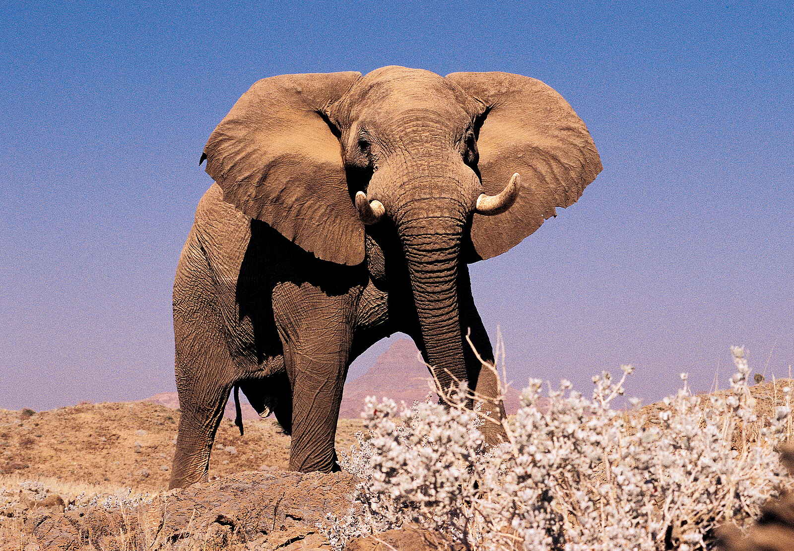 Mowani Mountain Camp: Elefant Mowani Mountain Camp: Elefant