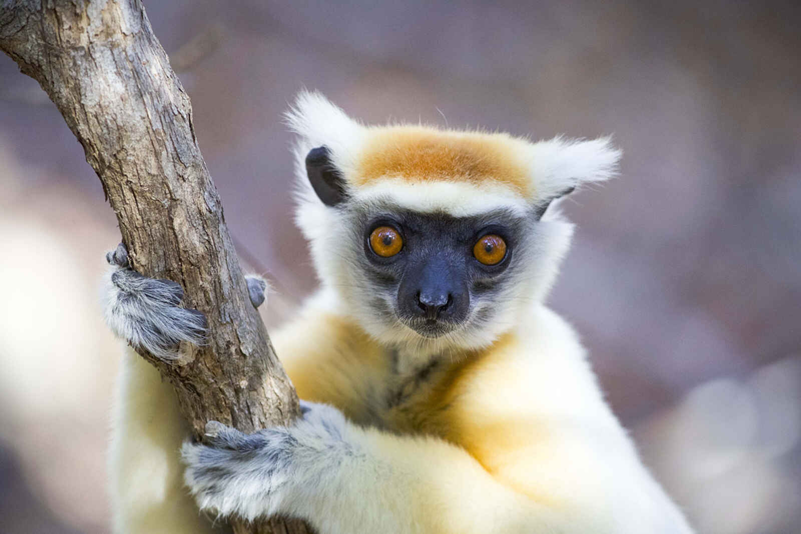 Time + Tide Miavana: Kronenmaki Nahaufnahme Time + Tide Miavana: Kronenmaki Nahaufnahme