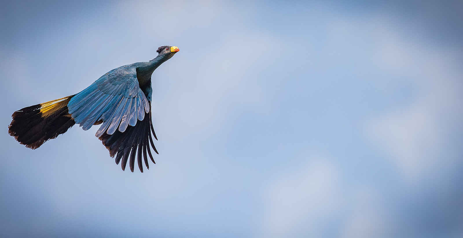 Sangha Lodge: Great Blue Turaco Sangha Lodge: Great Blue Turaco