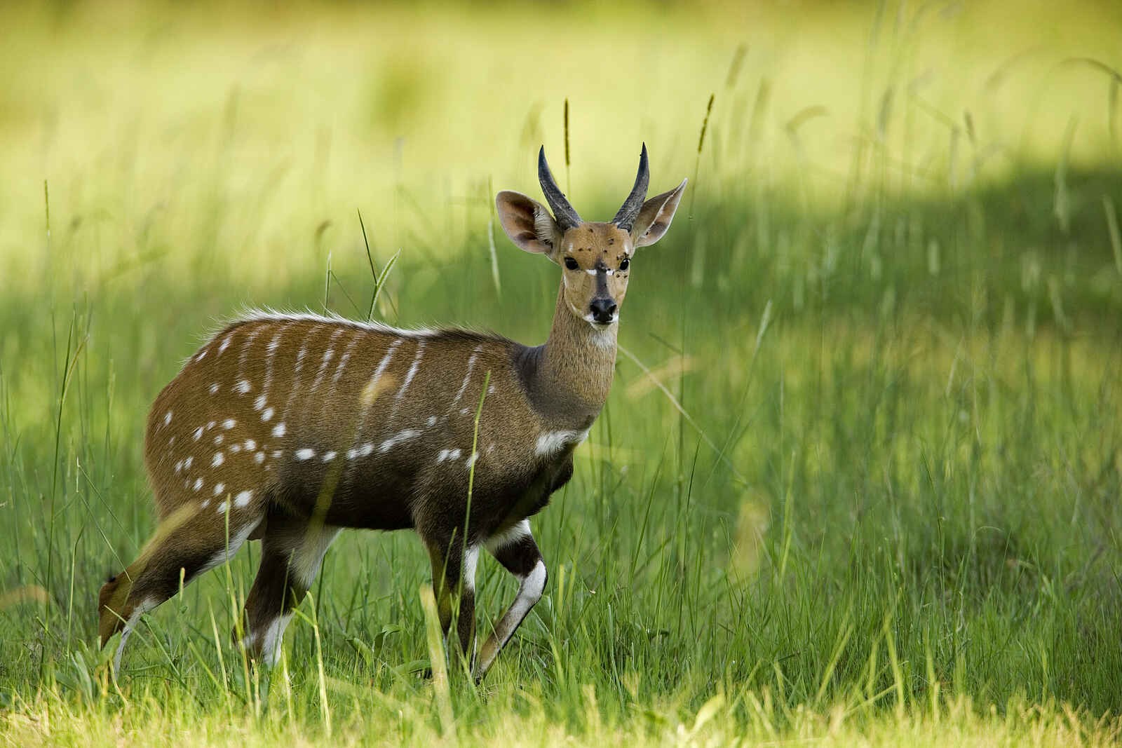 Selinda Explorers Camp: Bushbuck Selinda Explorers Camp: Bushbuck