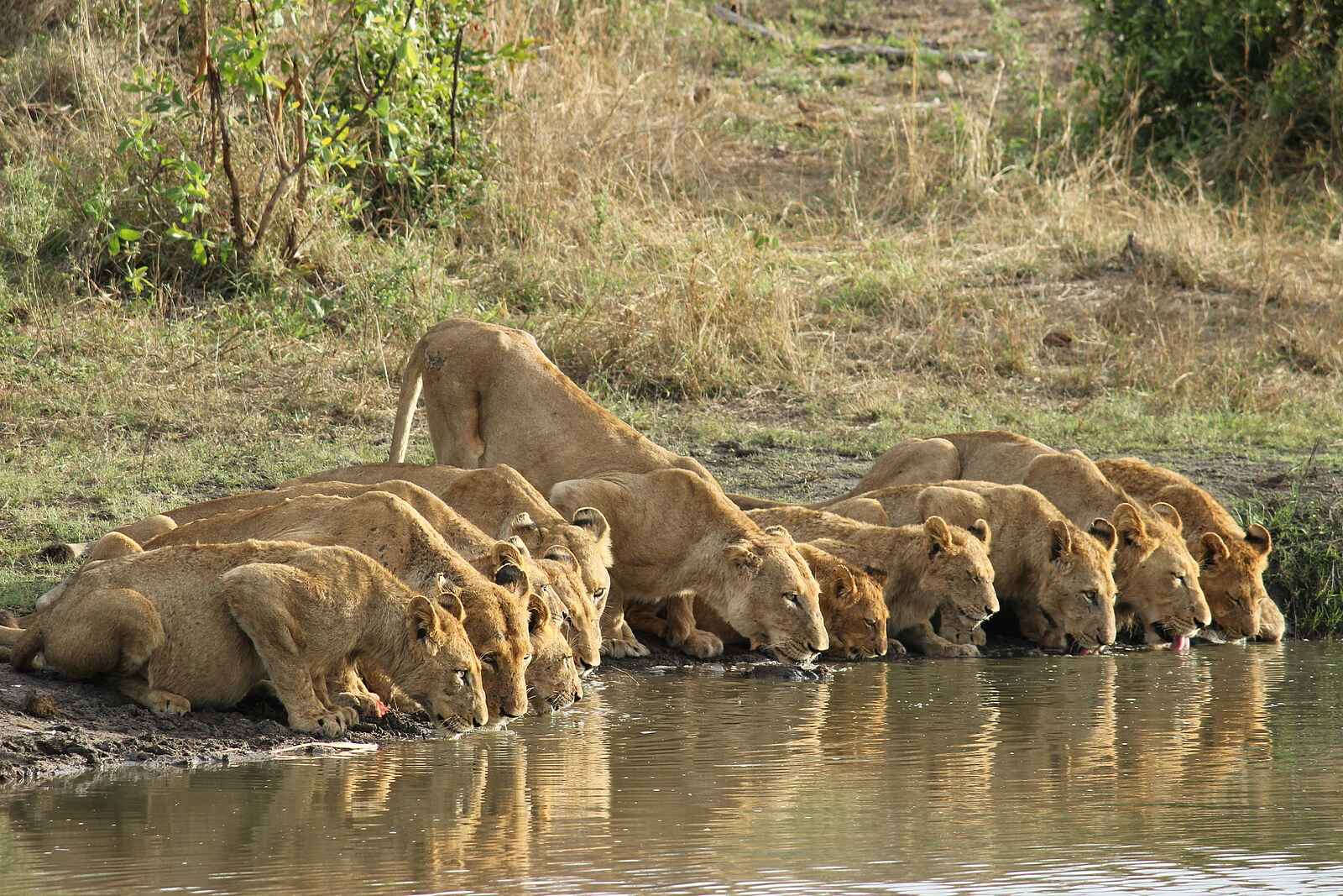 Sabi Sabi Bush Lodge: Dürstende Löwen Sabi Sabi Bush Lodge: Dürstende Löwen