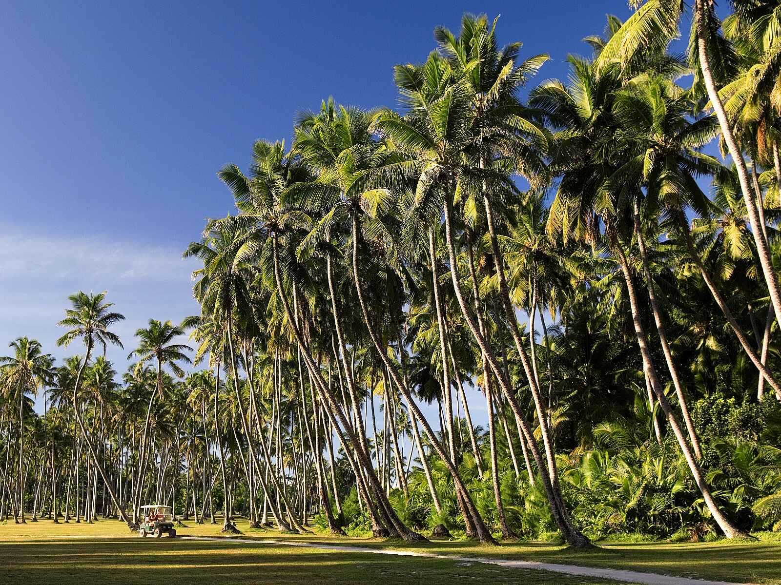 North Island: Island Buggy North Island: Island Buggy