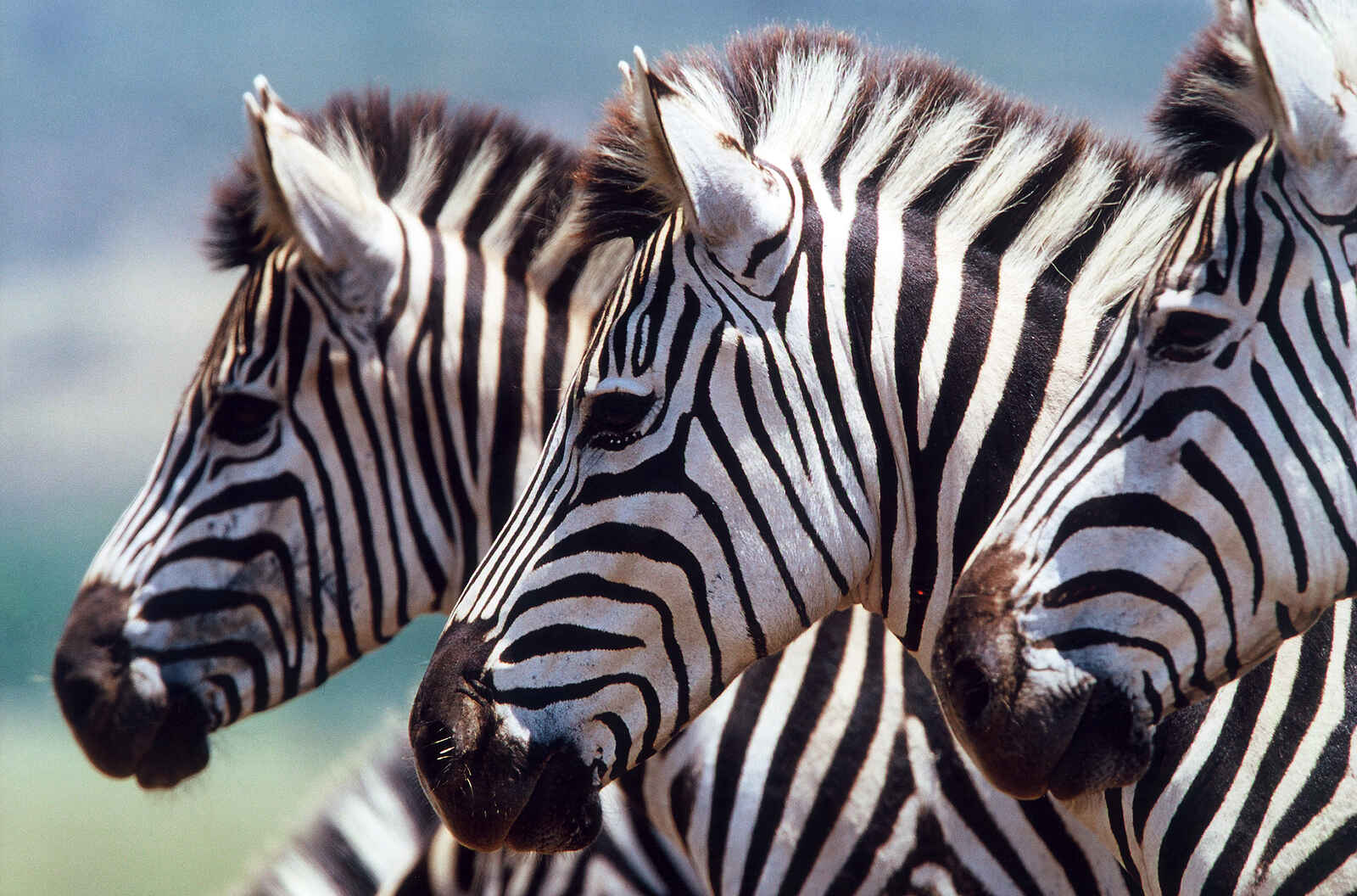 Zebras Zebras