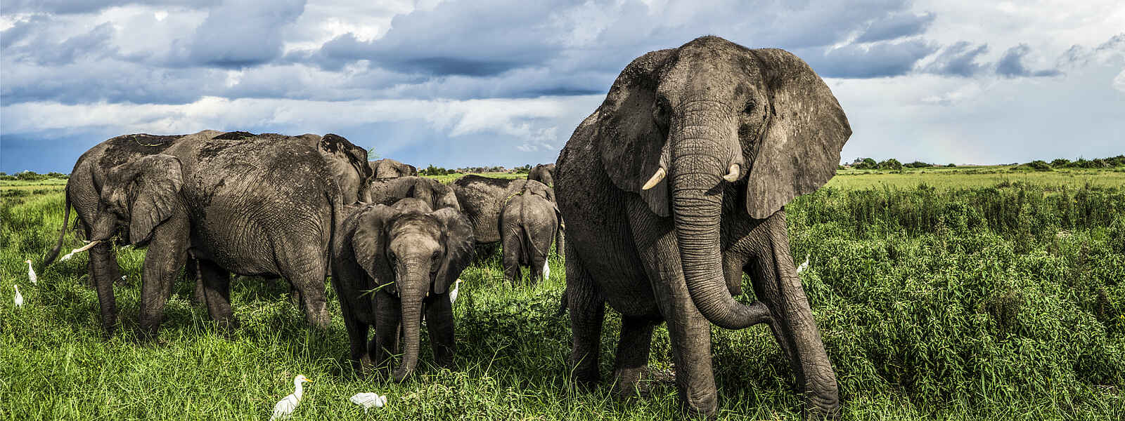 Duba Plains Camp: Elefanten Duba Plains Camp: Elefanten