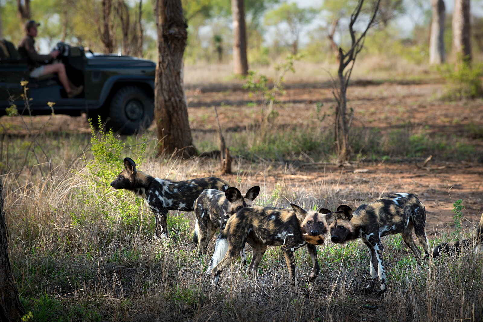 andBeyond Tengile River Lodge: Wildhunde andBeyond Tengile River Lodge: Wildhunde
