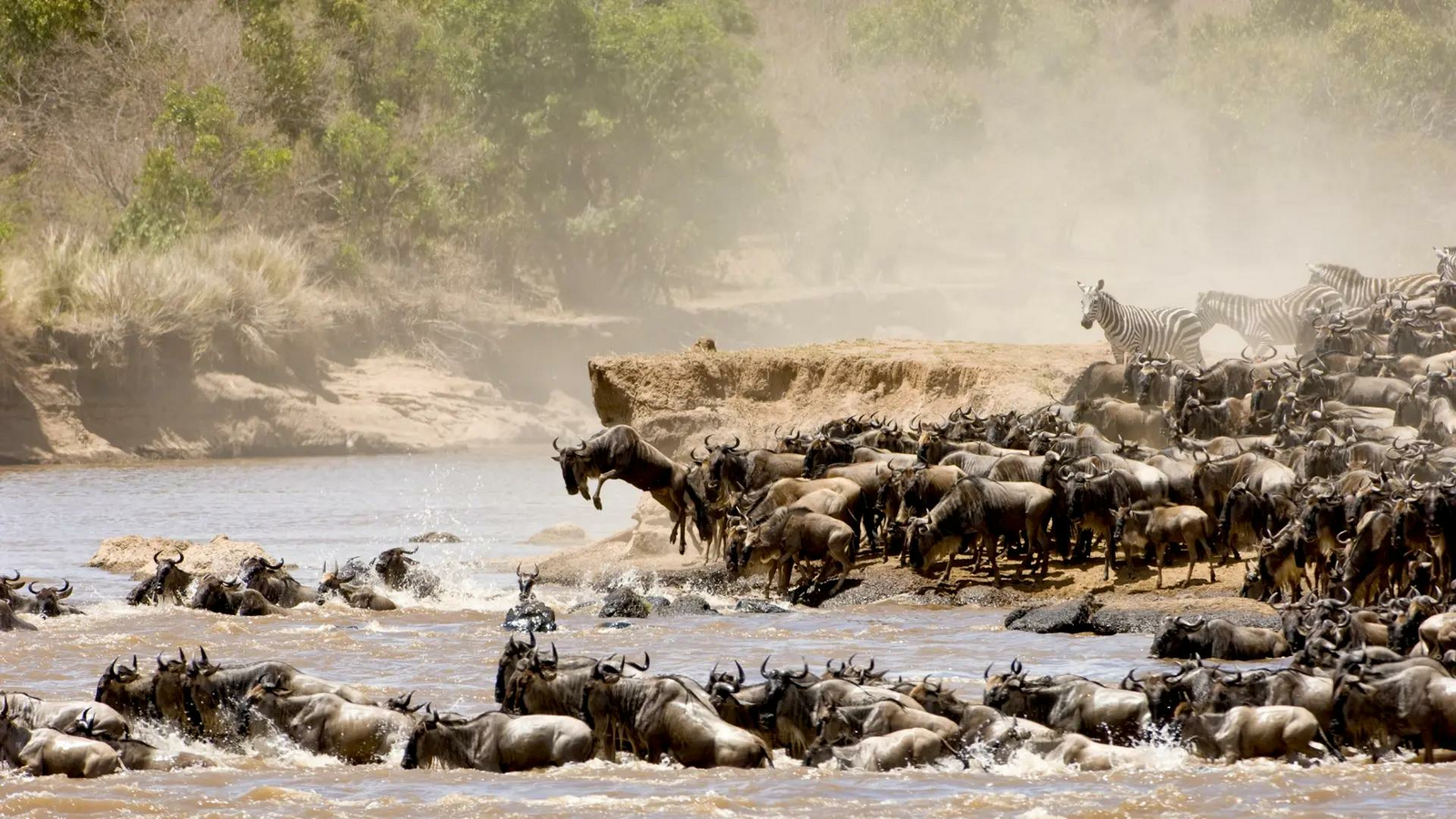 One Nature Mara River Lodge: Gnus überqueren den Fluss One Nature Mara River Lodge: Gnus überqueren den Fluss