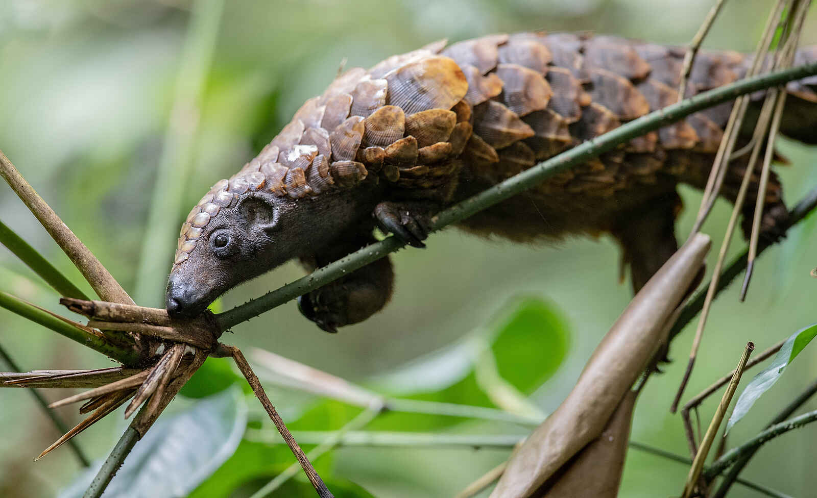 Sangha Lodge: Schuppentier auf Nahrungssuche Sangha Lodge: Schuppentier auf Nahrungssuche