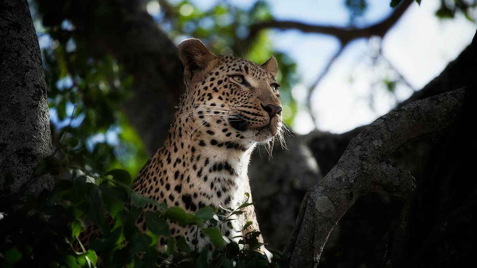 Londolozi: Raubtiere im Geäst Londolozi: Raubtiere im Geäst