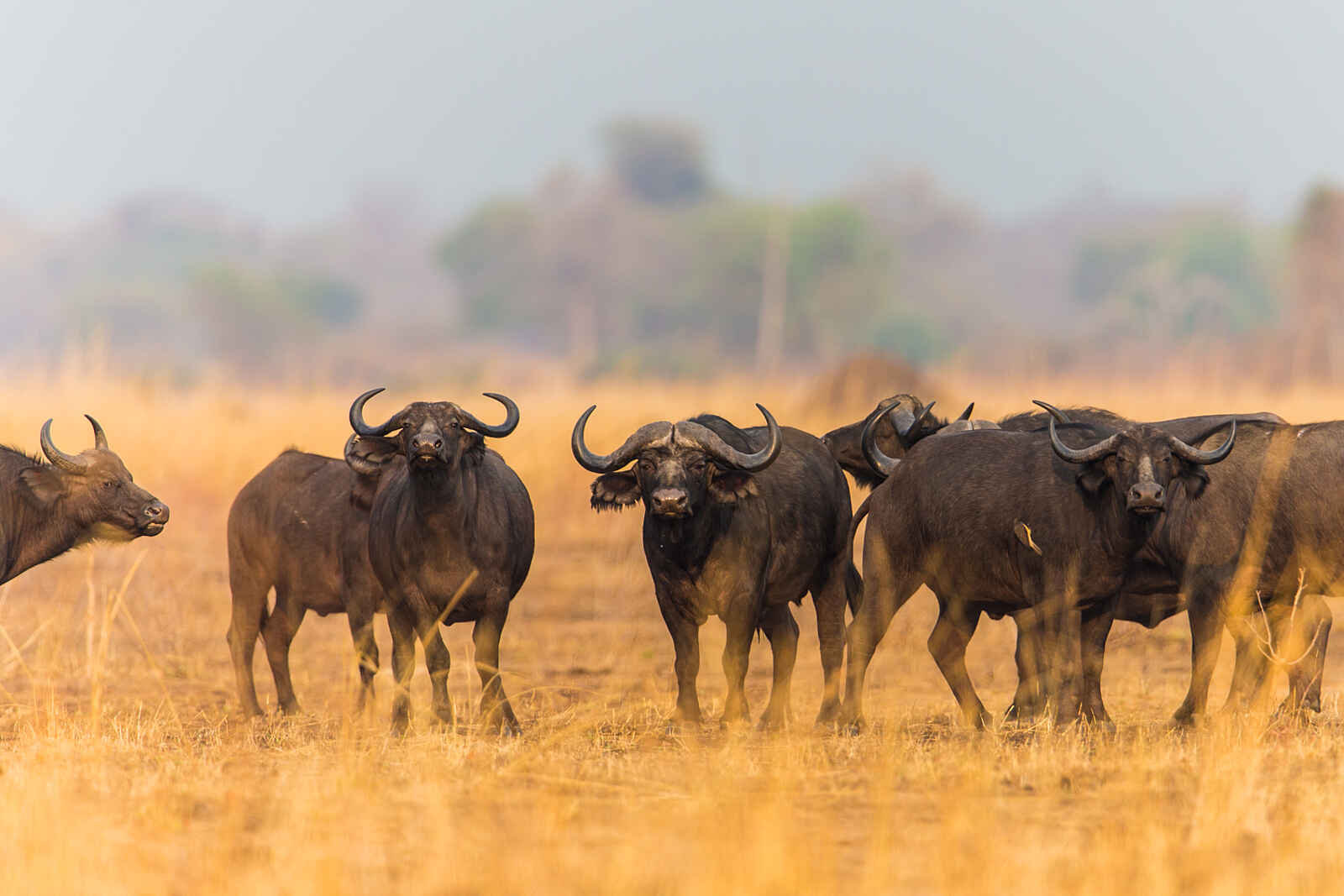 Luambe Camp: Ein stolzer Schwarzbüffel in der Herde Luambe Camp: Ein stolzer Schwarzbüffel in der Herde