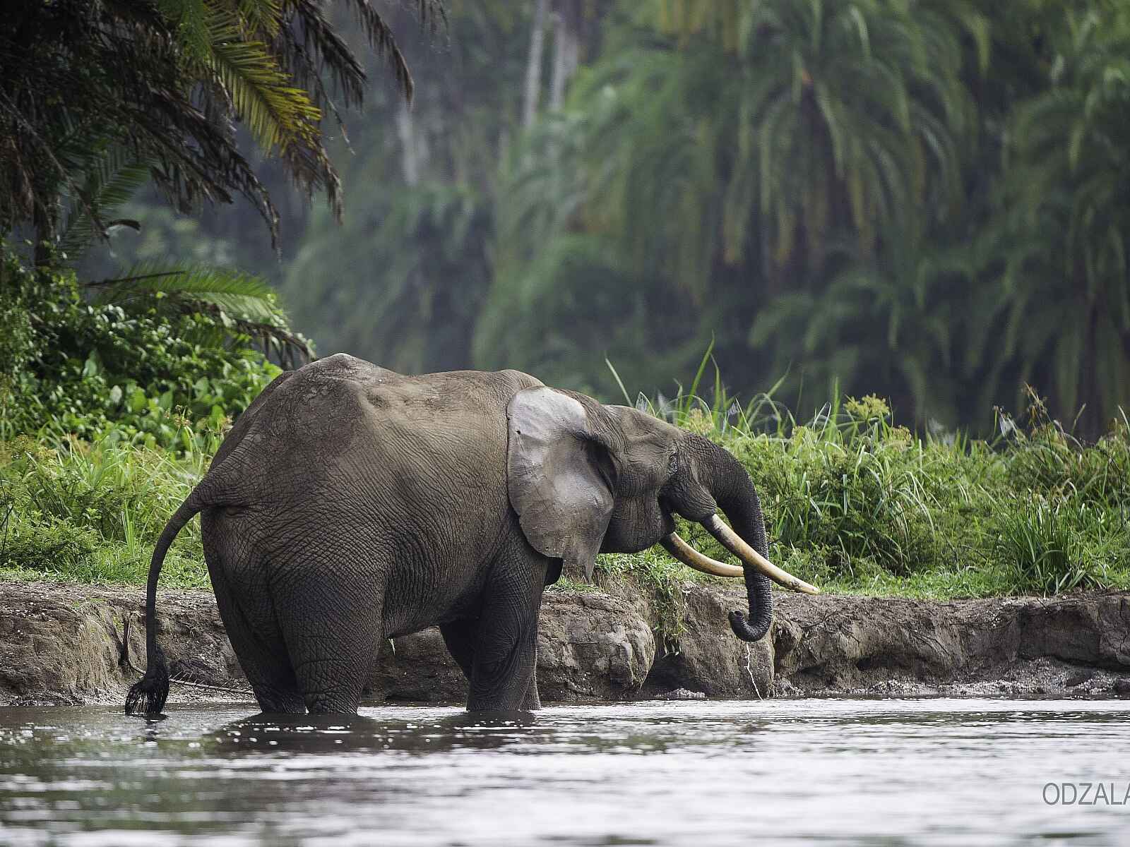 Odzala: Waldelefant Odzala: Waldelefant