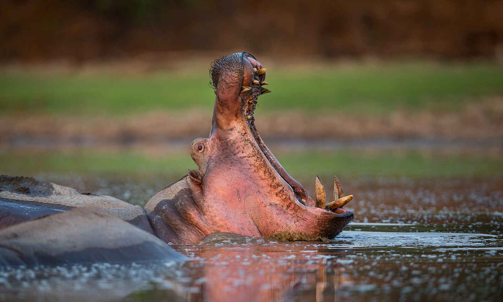 Time + Tide Chinzombo: Gähnendes Nilpferd Time + Tide Chinzombo: Gähnendes Nilpferd