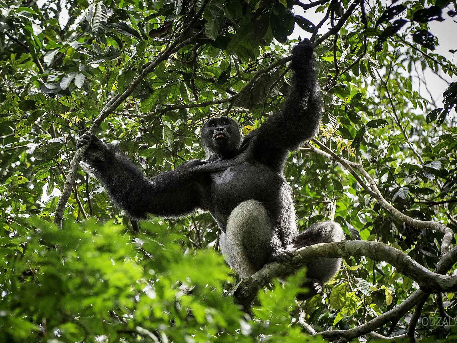 Odzala-Kokoua: Silverback in den Ästen Odzala-Kokoua: Silverback in den Ästen