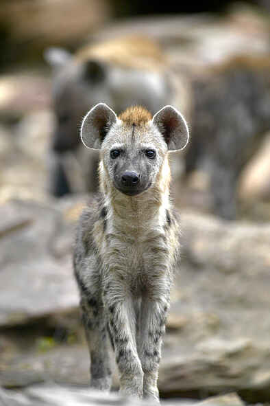 Tuli Safari Lodge Mashatu: Neugierige Tüpfelhyäne Tuli Safari Lodge Mashatu: Neugierige Tüpfelhyäne