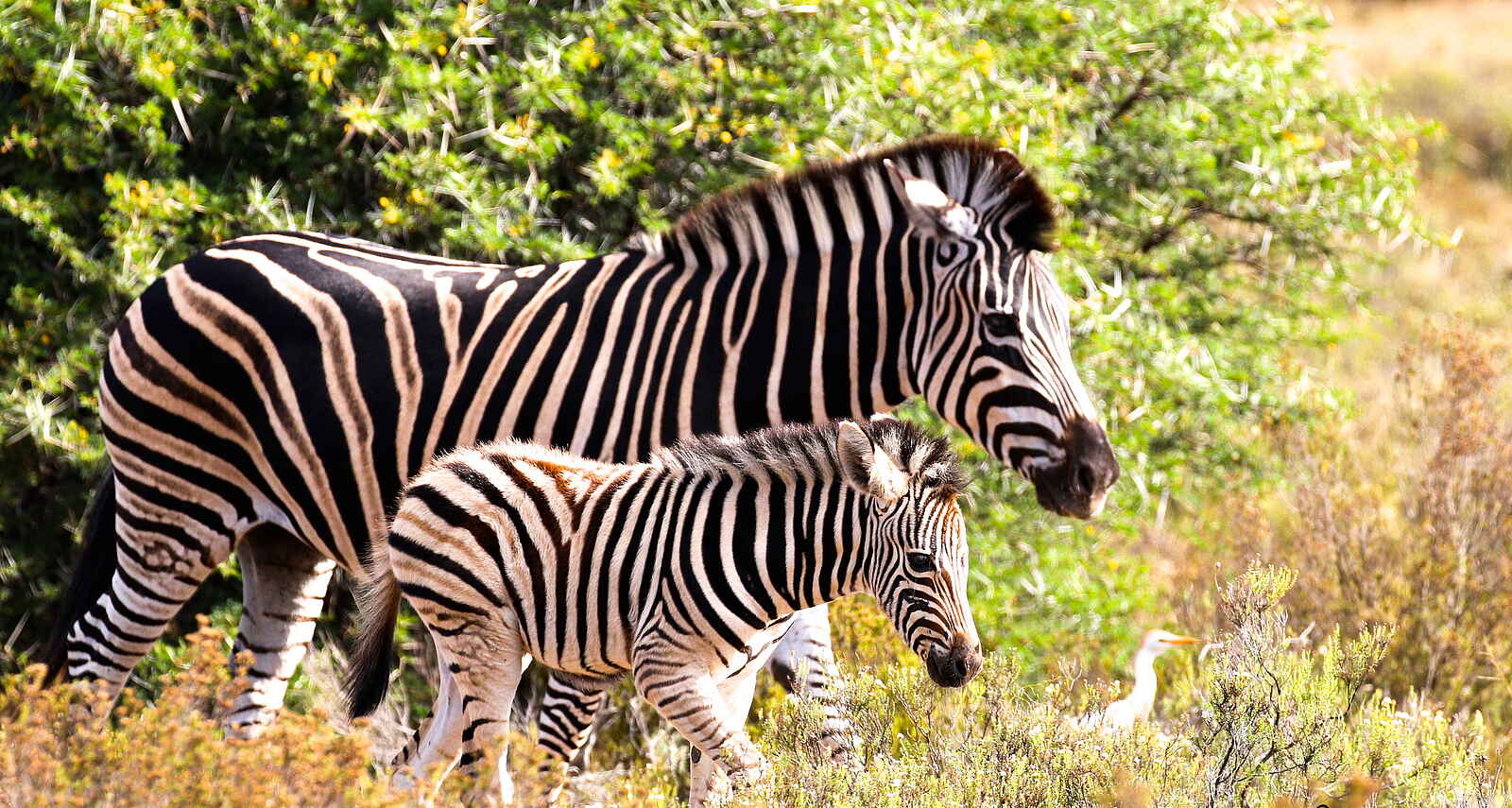 Founders Lodge by Mantis: Zebras Founders Lodge by Mantis: Zebras