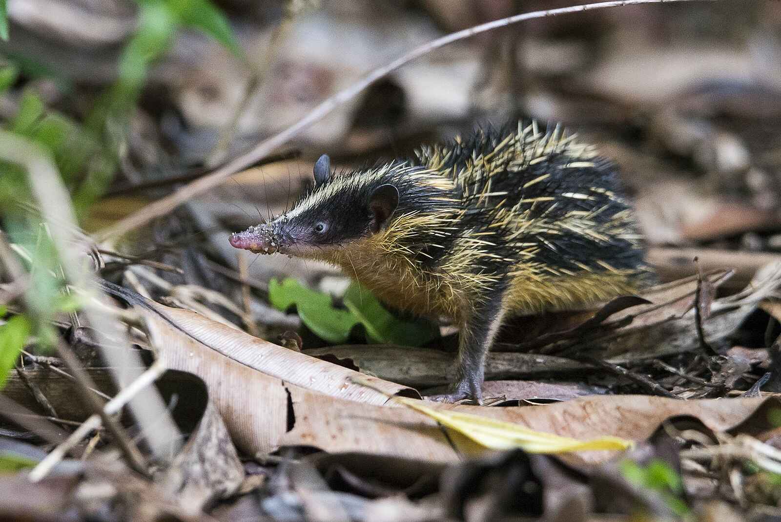 Masoala Forest Lodge: Tenrec Masoala Forest Lodge: Tenrec
