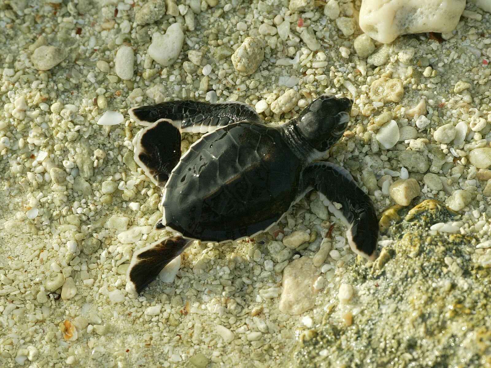 North Island: Babyschildkröte North Island: Babyschildkröte