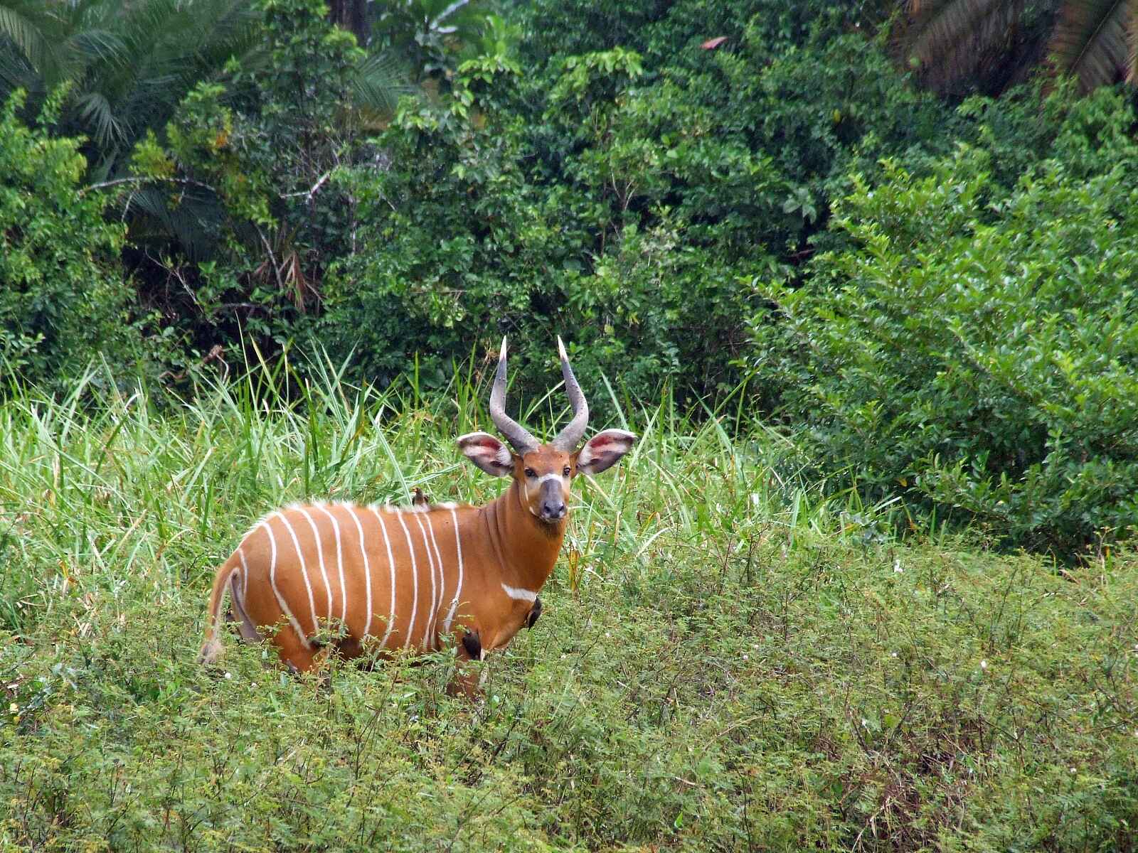 Odzala Camps: Bongo-Antilope Odzala Camps: Bongo-Antilope