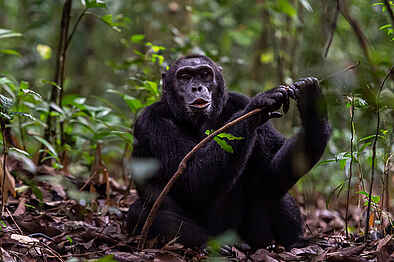 Primate Lodge Kibale: Ein Schimpanse auf Futtersuche Primate Lodge Kibale: Ein Schimpanse auf Futtersuche