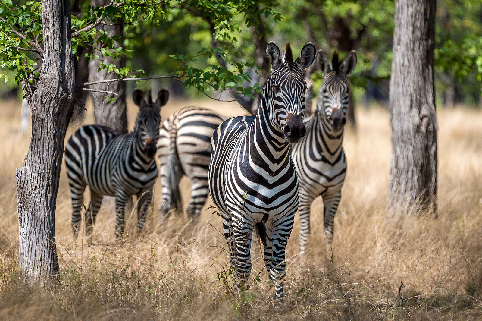 Kuthengo Camp: Zebras Kuthengo Camp: Zebras
