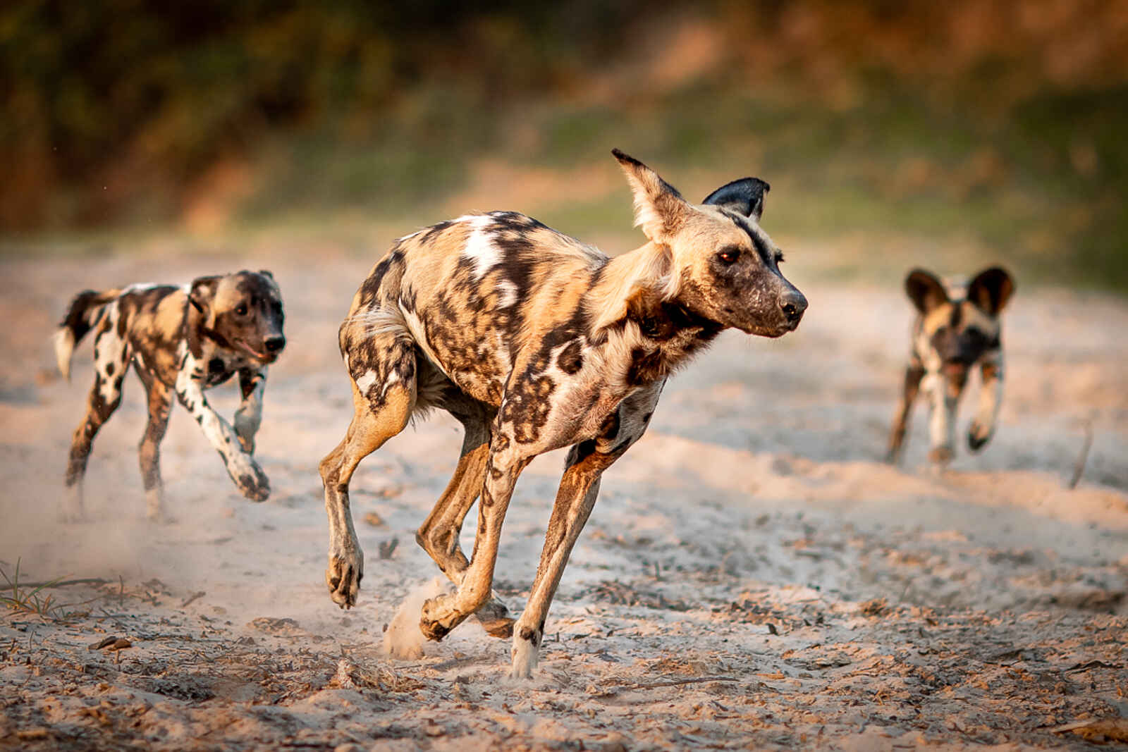 KuKaya: Wildhunde KuKaya: Wildhunde