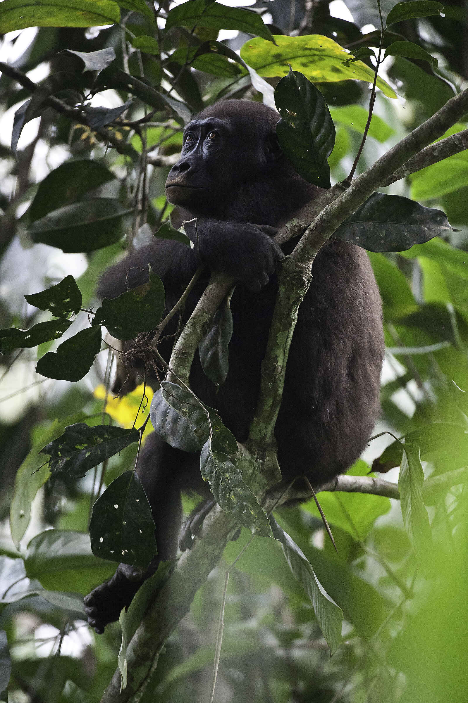 Odzala Camps: Gorillaweibchen Odzala Camps: Gorillaweibchen