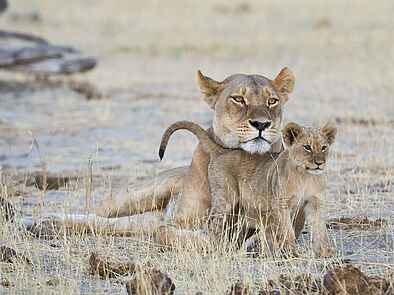 Davison's Camp: Verspielter Babylöwe Davison's Camp: Verspielter Babylöwe