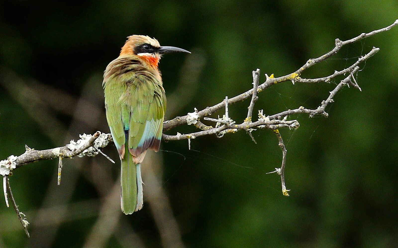 Founders Lodge by Mantis: Bienenfresser Founders Lodge by Mantis: Bienenfresser
