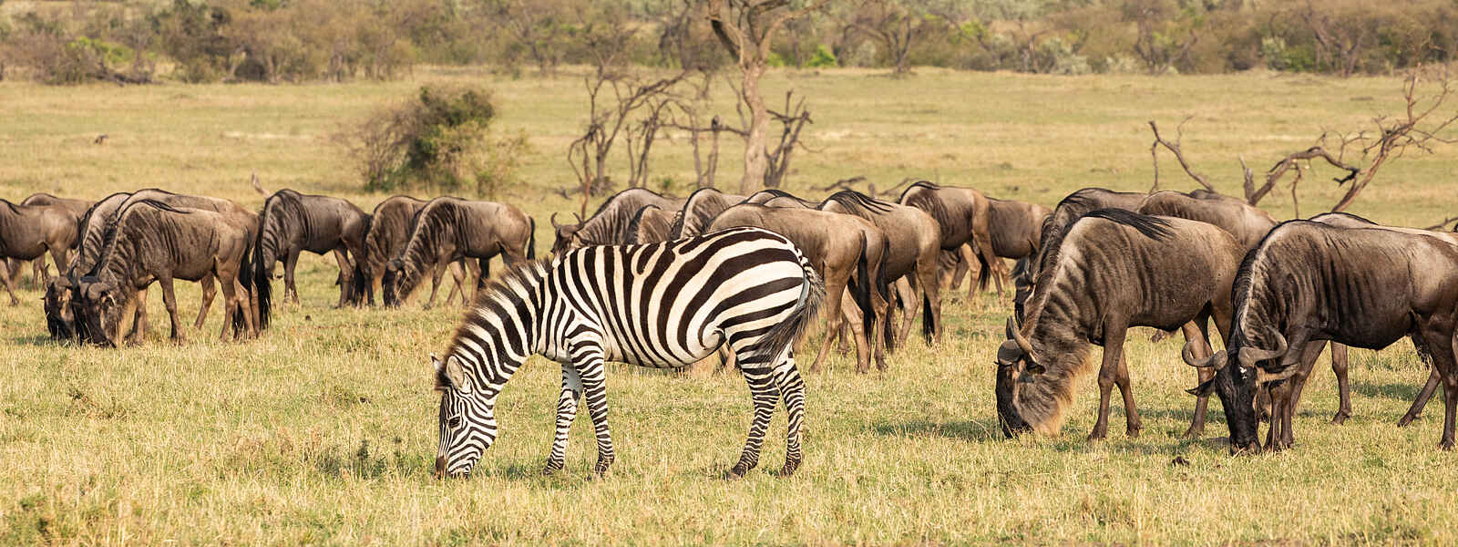 Mara Nyika Camp: Zebra und Gnus Mara Nyika Camp: Zebra und Gnus
