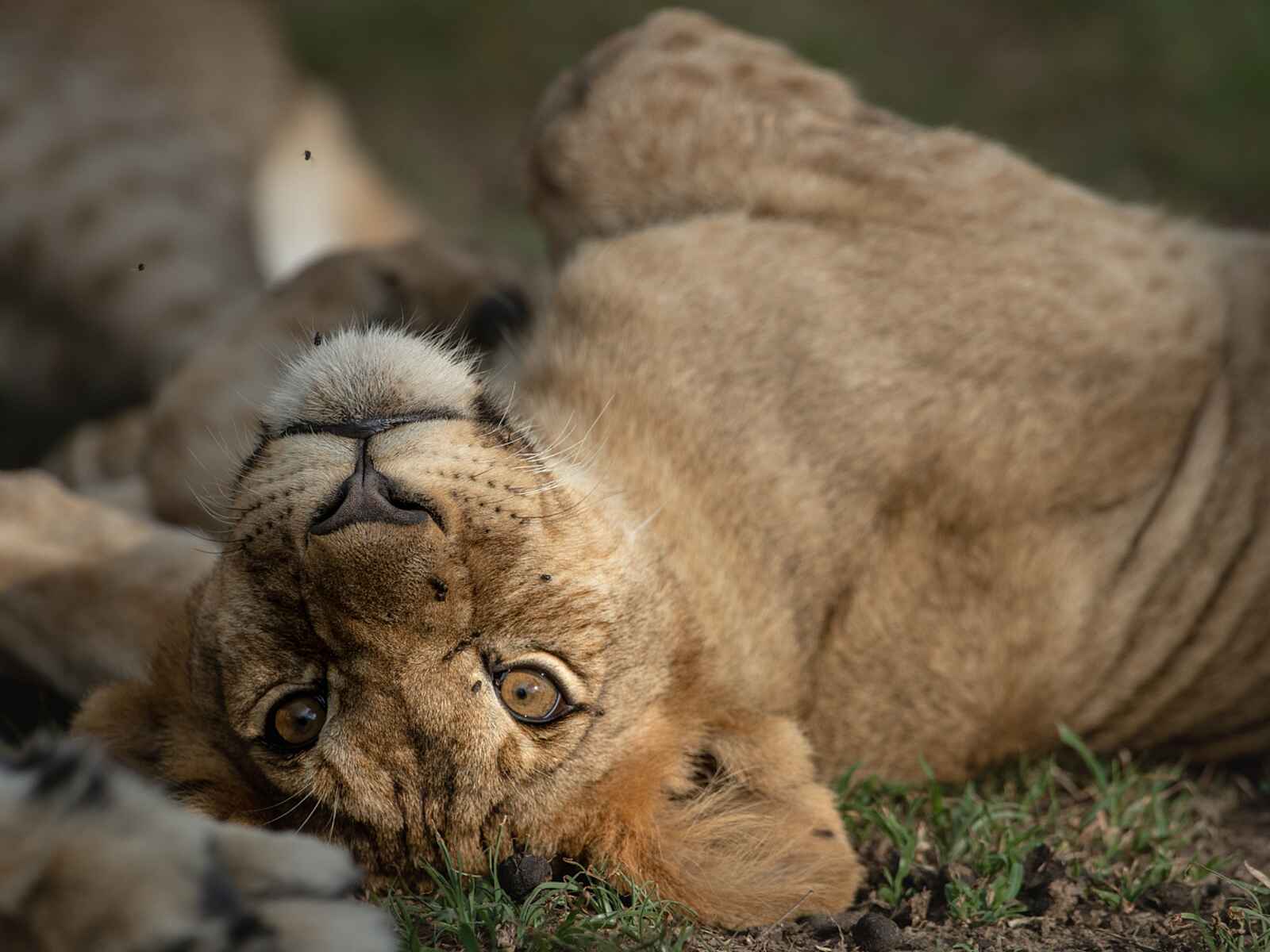 Singita Faru Faru: Junger Löwe Singita Faru Faru: Junger Löwe