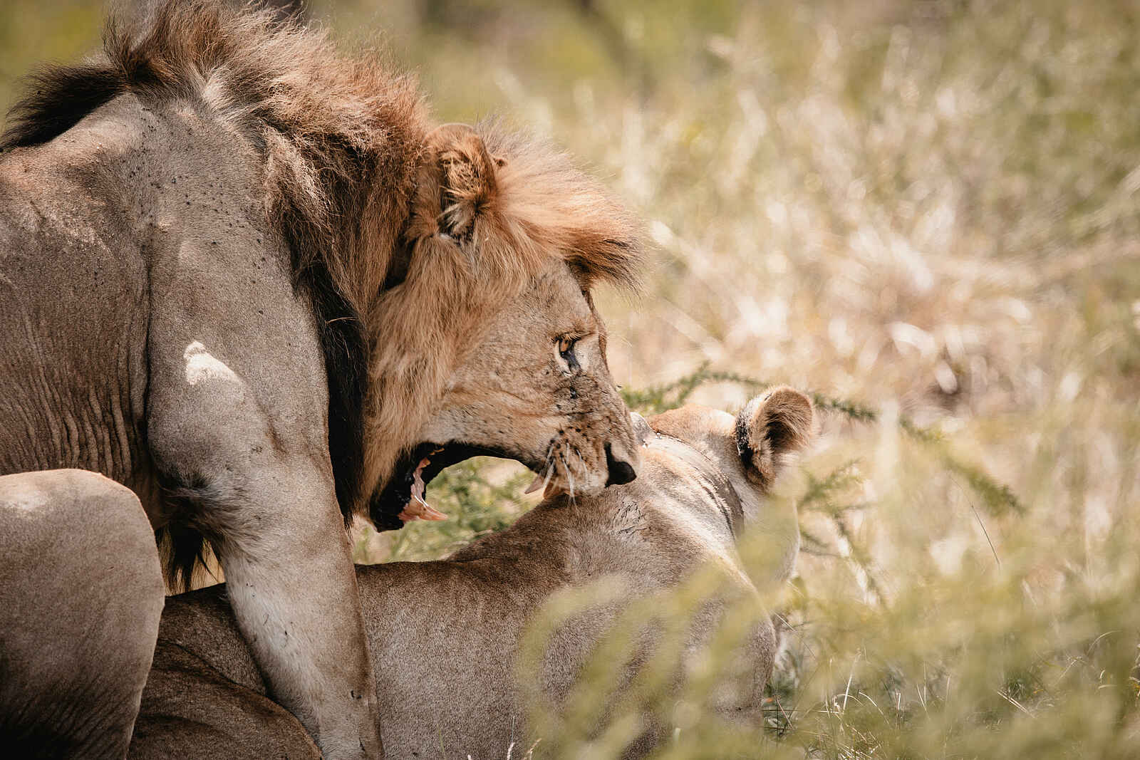 Wilderness Magashi Peninsula: Löwen bei der Paarung Wilderness Magashi Peninsula: Löwen bei der Paarung