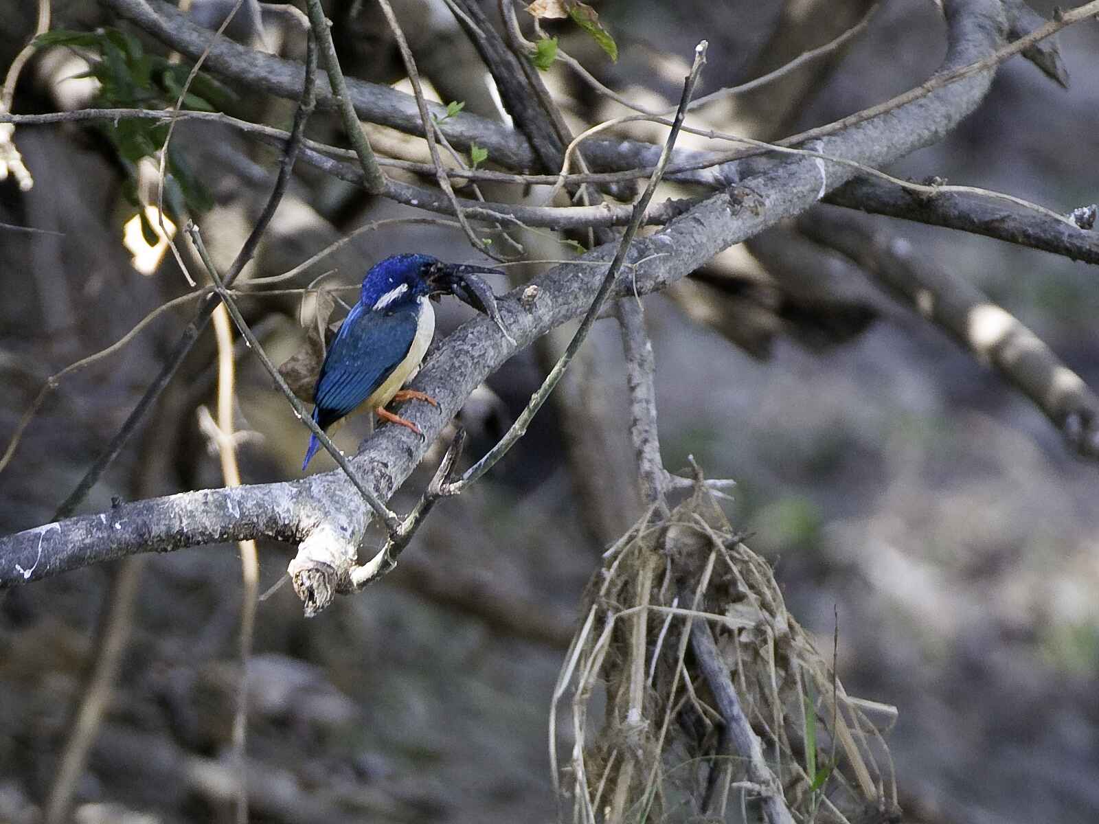 Mvuu Lodge: Eisvogel mit Beute Mvuu Lodge: Eisvogel mit Beute