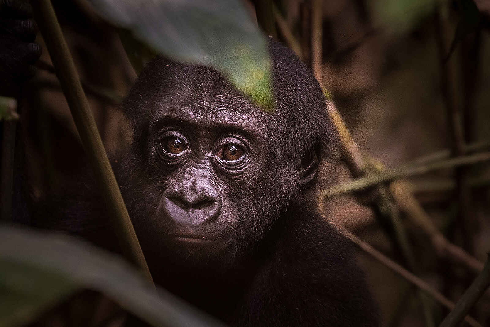 Ngaga Camp: Ein kleines Mitglied der Neptunofamilie Ngaga Camp: Ein kleines Mitglied der Neptunofamilie