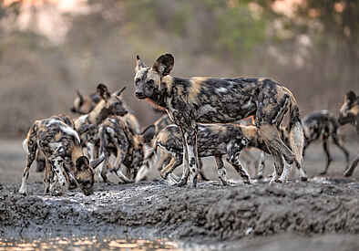 Kanga Expeditions: Wildhundrudel Kanga Expeditions: Wildhundrudel