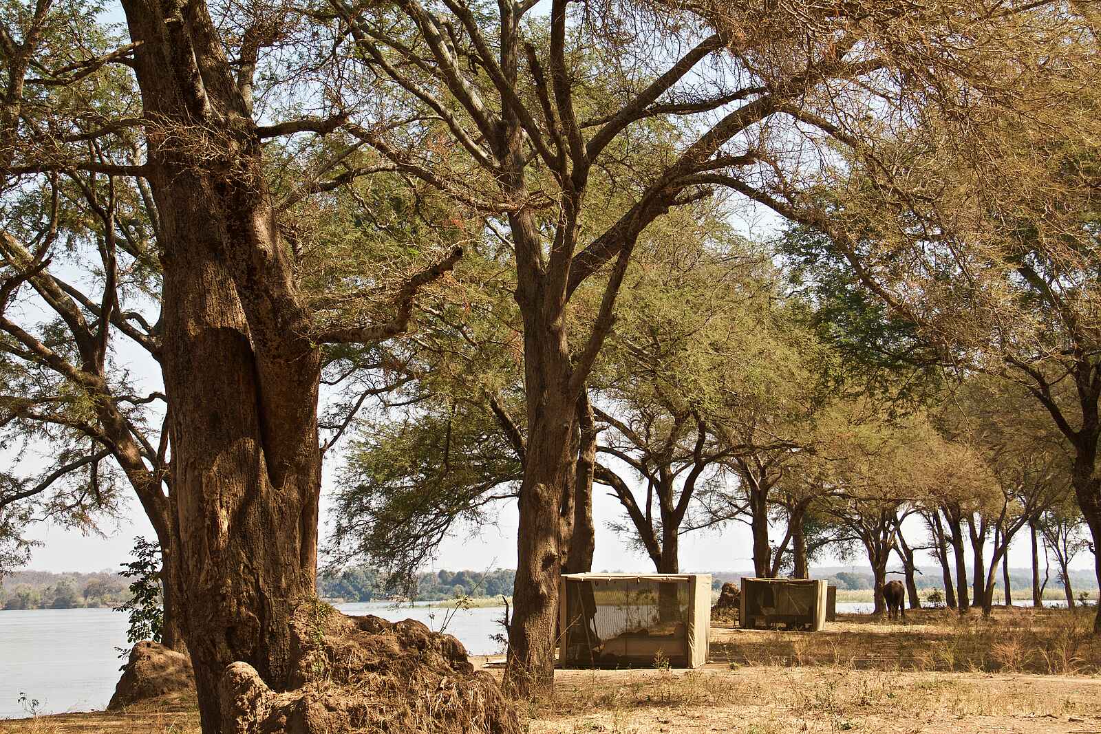 Kutali Flycamp: Zeltreihe unter Bäumen Kutali Flycamp: Zeltreihe unter Bäumen