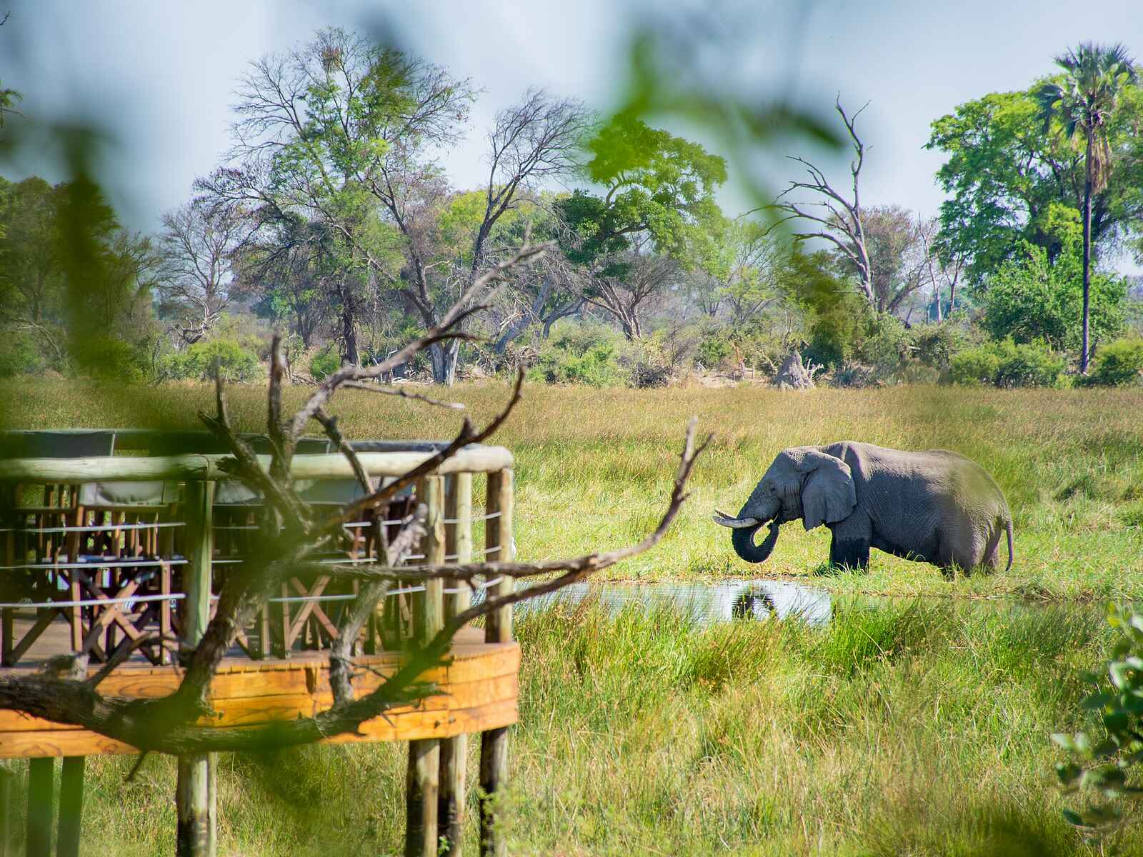 Mma Dinare Camp: Elefant vor dem Camp Mma Dinare Camp: Elefant vor dem Camp