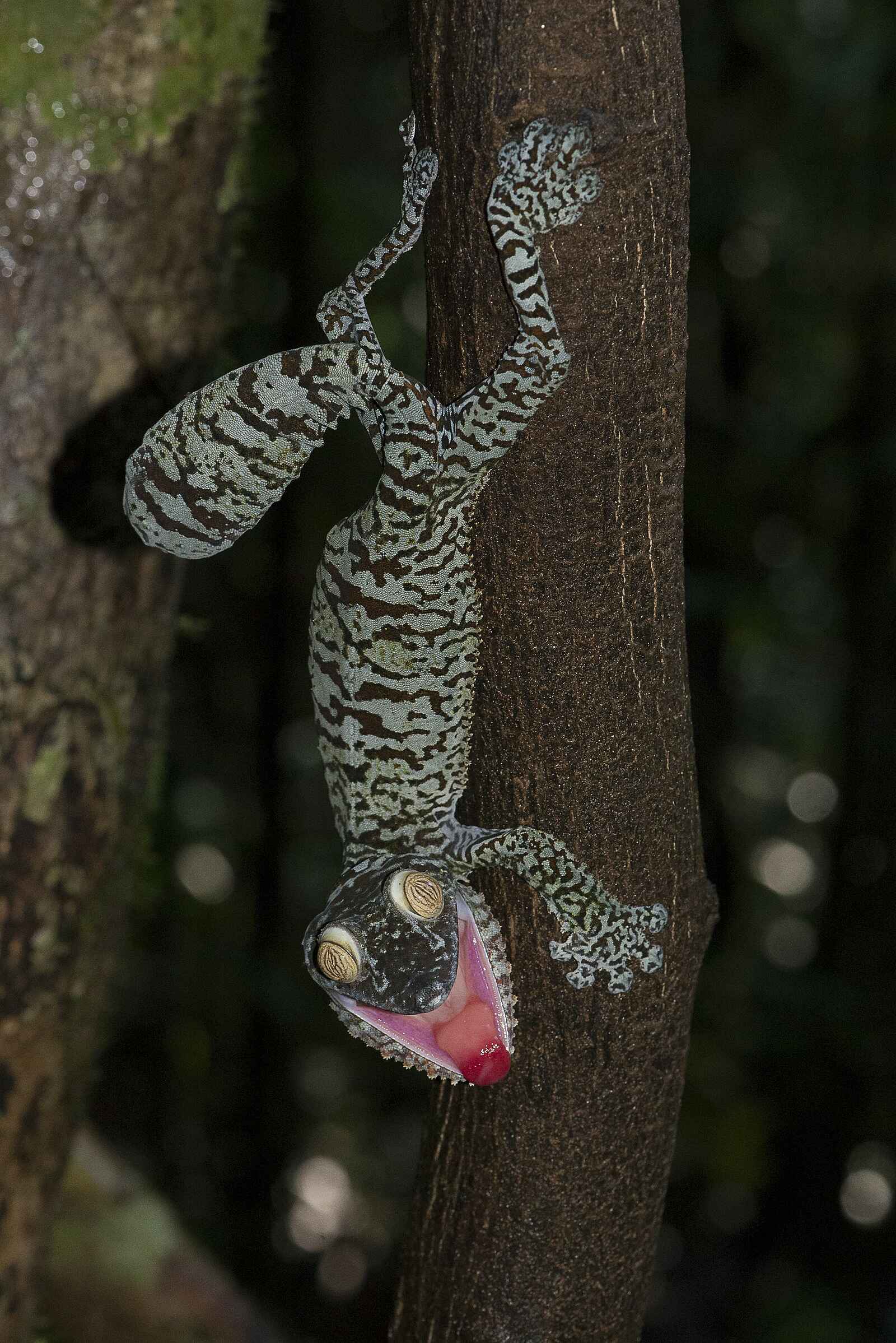 Masoala Forest Lodge: Leaf Tailed Gecko in Drohgbärde Masoala Forest Lodge: Leaf Tailed Gecko in Drohgbärde