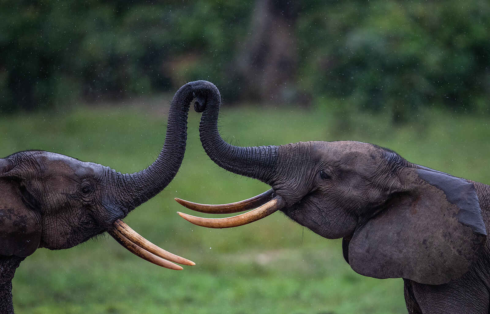 Sangha Lodge: Elefantenbegegnung Sangha Lodge: Elefantenbegegnung