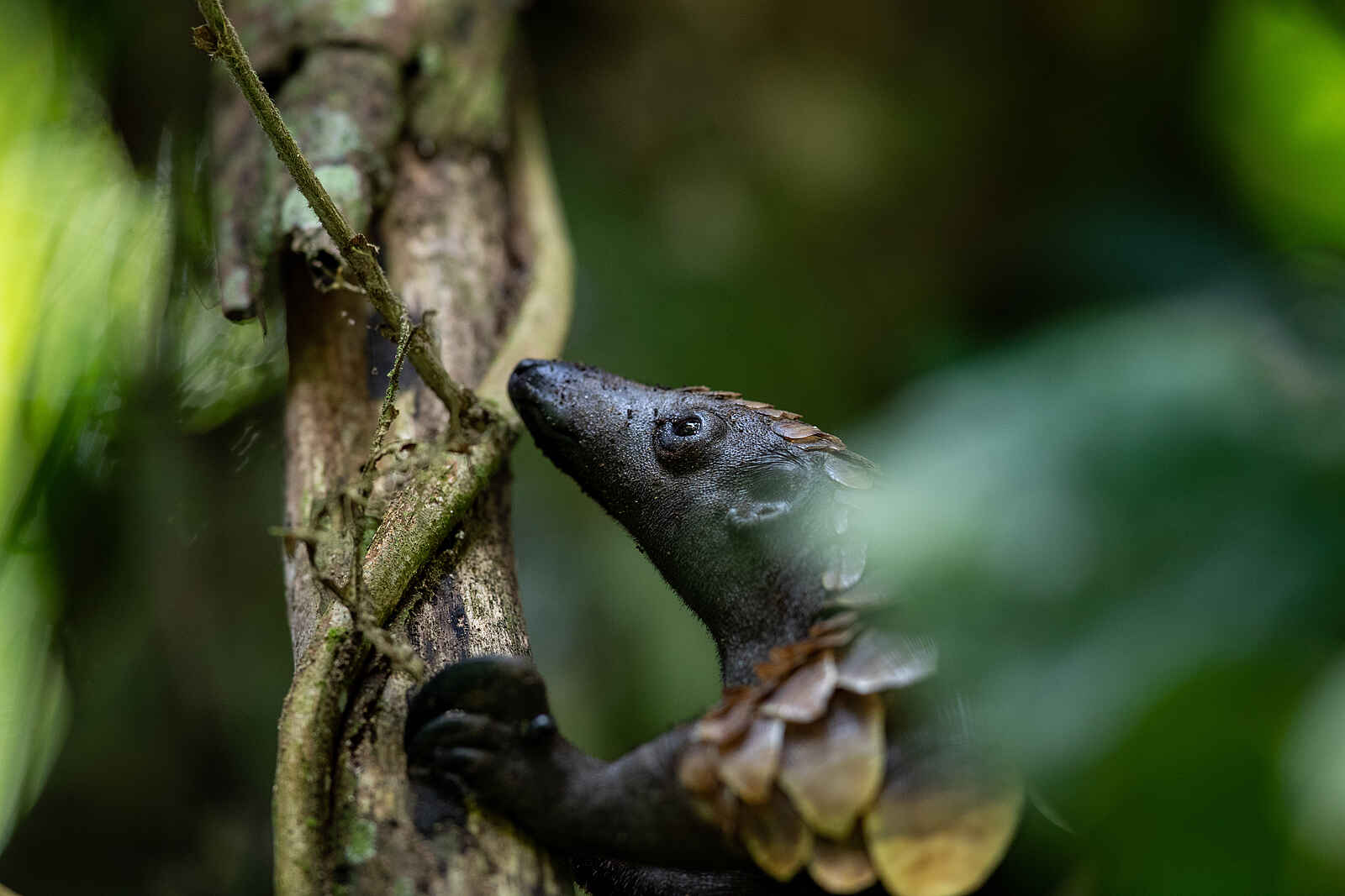 Sangha Lodge: Baumkletterndes Schuppentier Sangha Lodge: Baumkletterndes Schuppentier