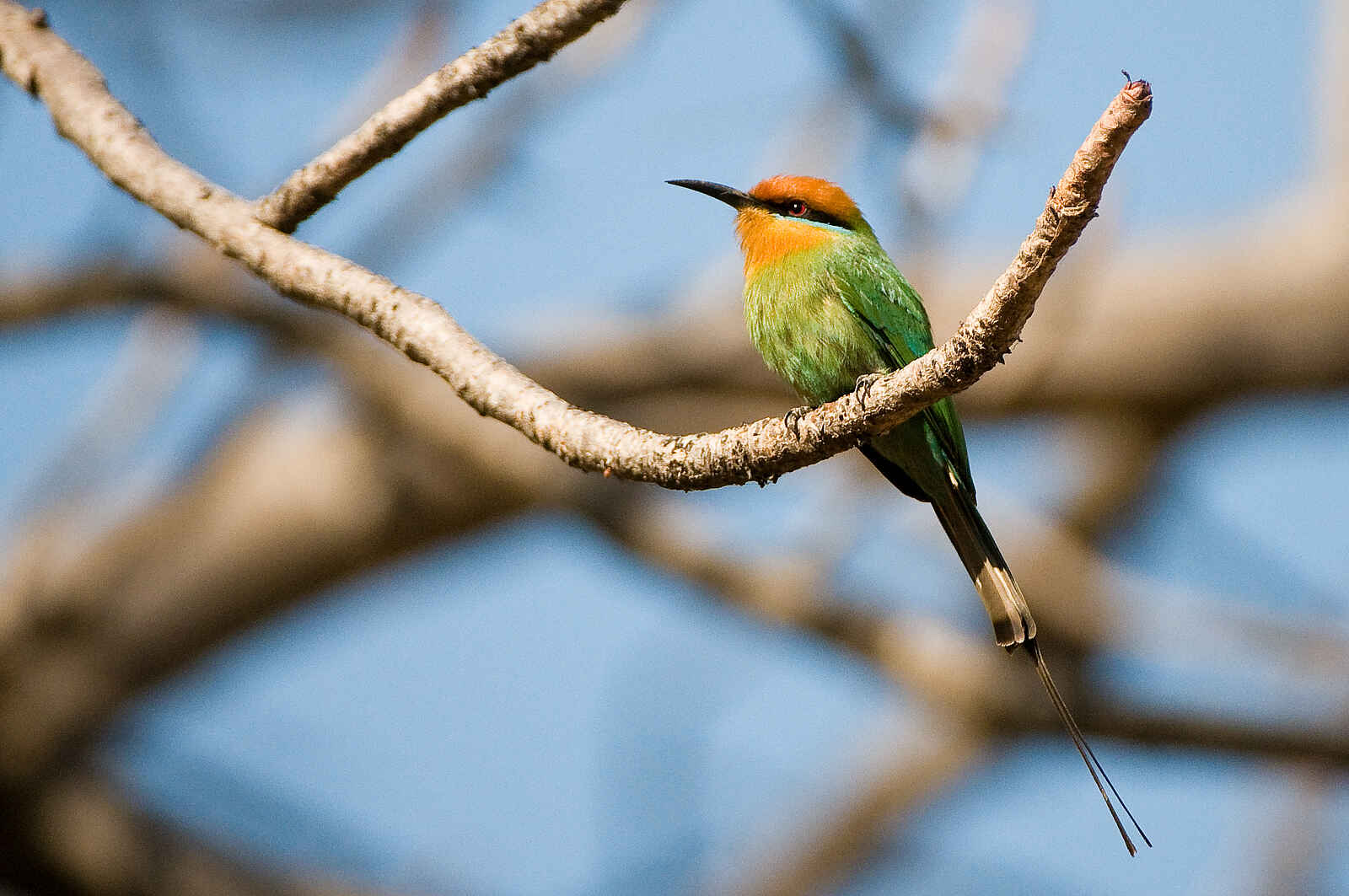 Pumulani Lodge: Little Bee-Eater Pumulani Lodge: Little Bee-Eater