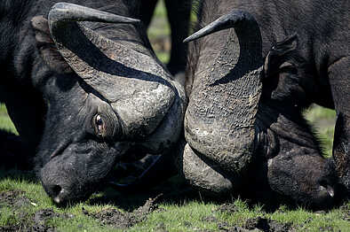 Kwara Camp: Kämpfende Büffel