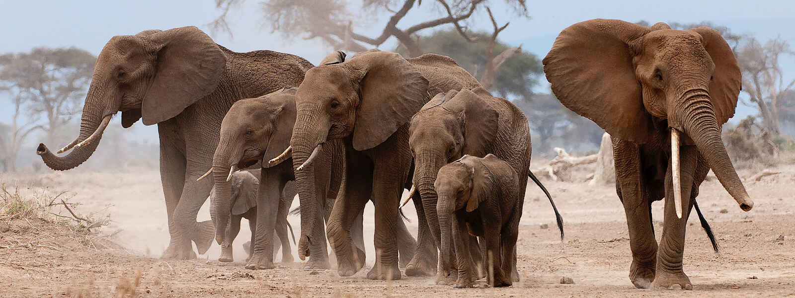 Ol Donyo Lodge: Elefantenherde Ol Donyo Lodge: Elefantenherde