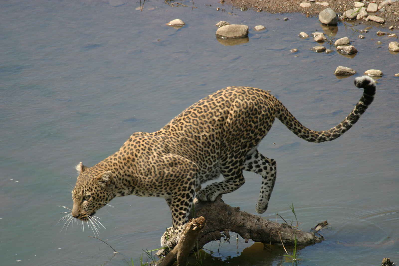 Musango Safari Camp: Leopard am Seeufer Musango Safari Camp: Leopard am Seeufer