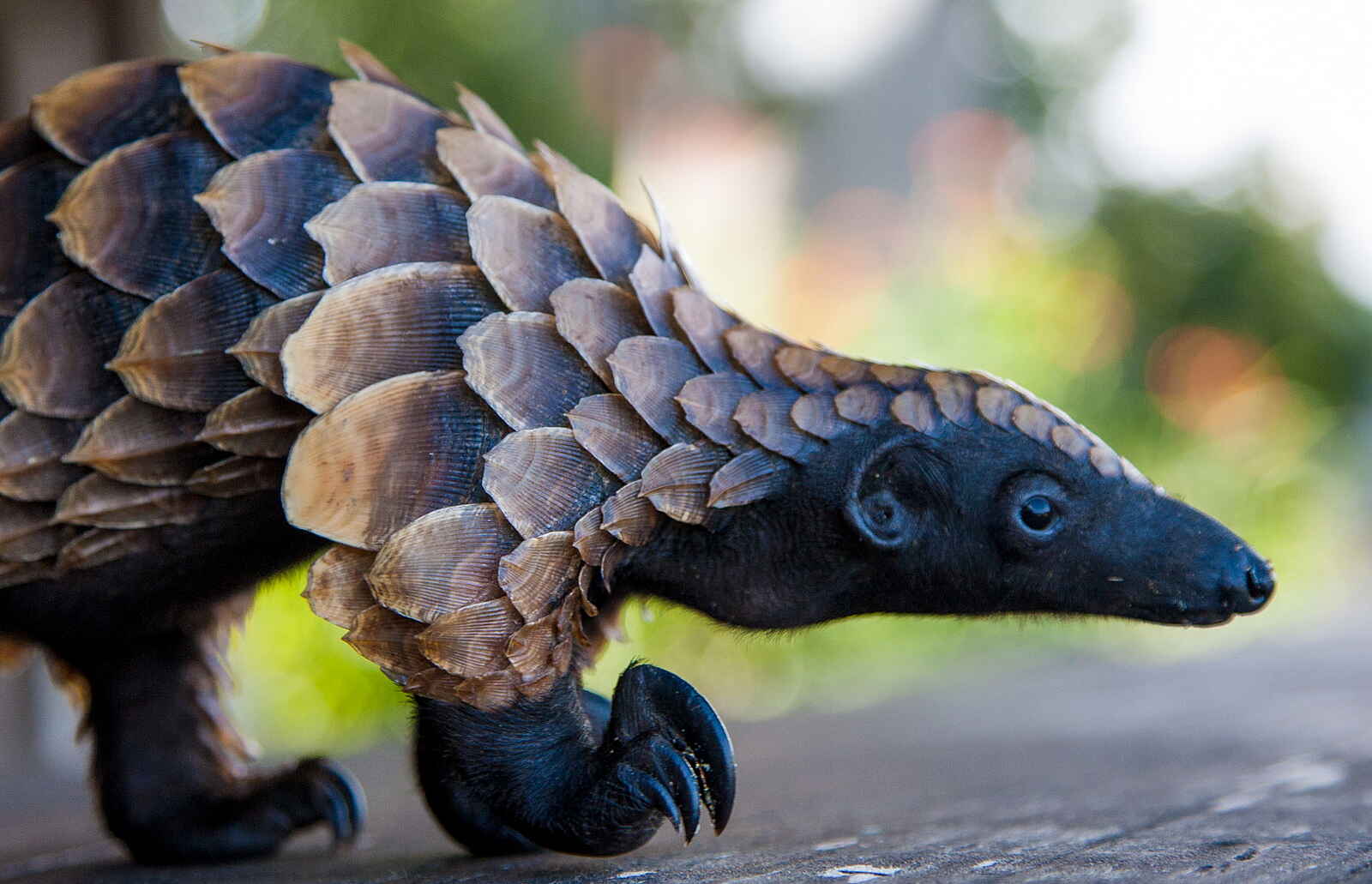 Sangha Lodge: Pangolinportrait Sangha Lodge: Pangolinportrait
