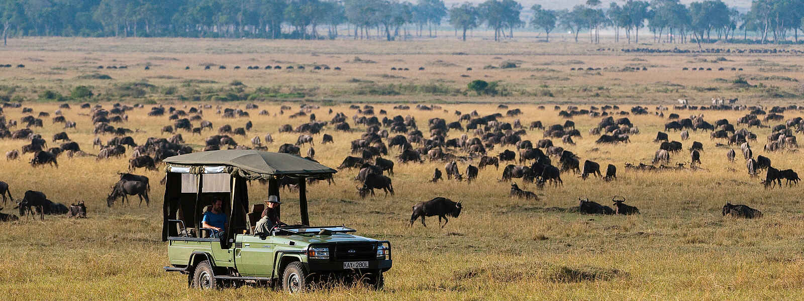 Mara Plains Camp: Beeindruckende Gnuherde Mara Plains Camp: Beeindruckende Gnuherde
