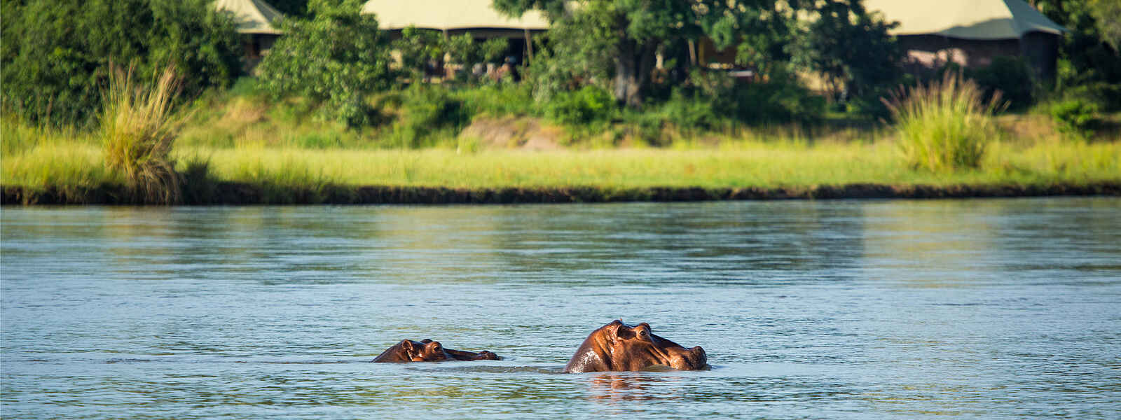Tembo Plains Camp: Flusspferde vor dem Camp Tembo Plains Camp: Flusspferde vor dem Camp