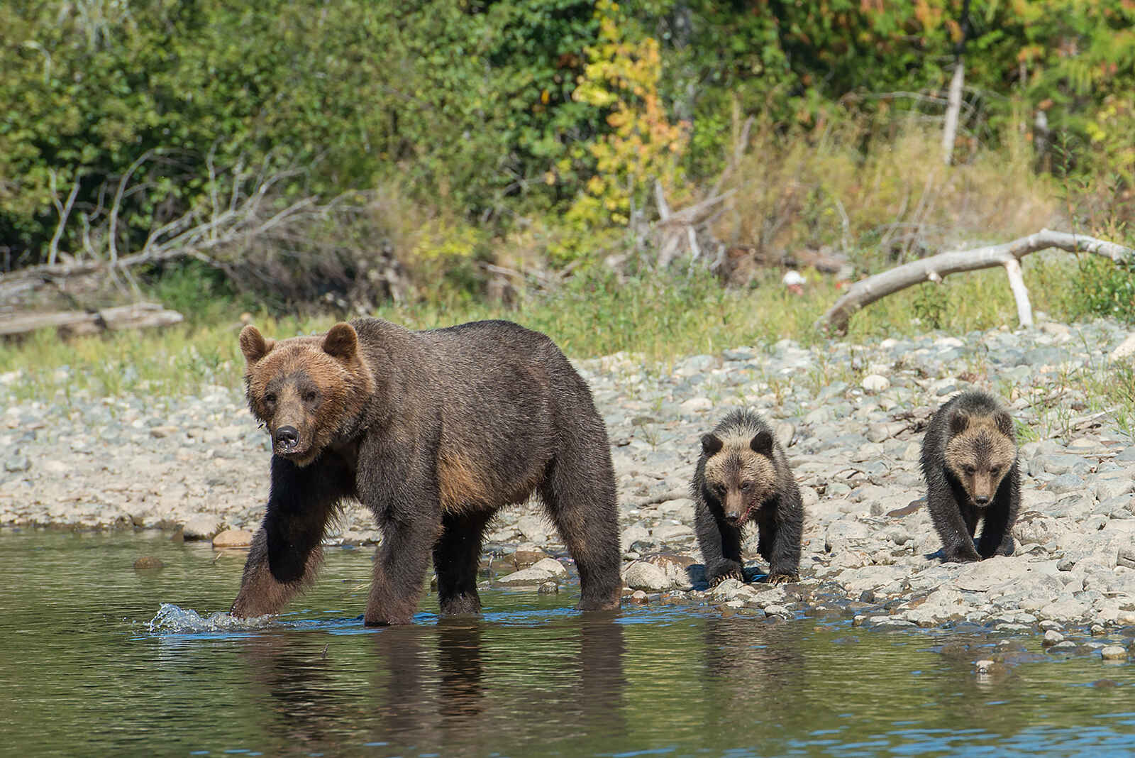 Tweedsmuir Park Lodge: Bärenfamilie am Fluss Tweedsmuir Park Lodge: Bärenfamilie am Fluss